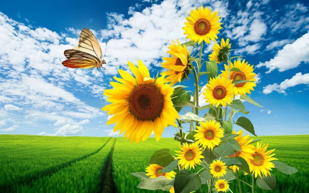 Filosofi Bunga Matahari Cerita Motivasi Iphincow Com